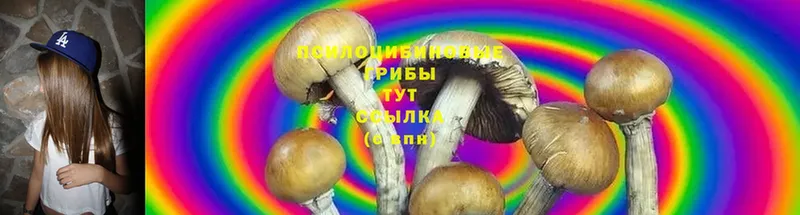 KRAKEN вход  Карабаш  Псилоцибиновые грибы Cubensis 